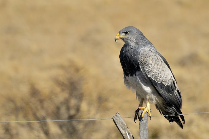 Águila Mora