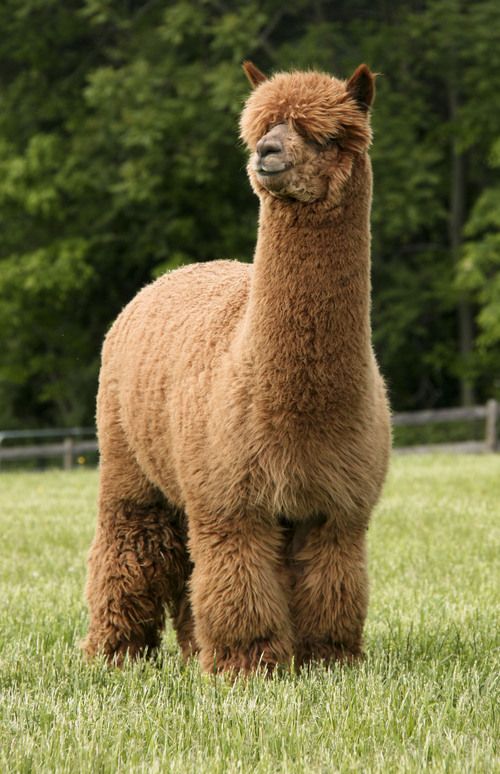 Alpaca