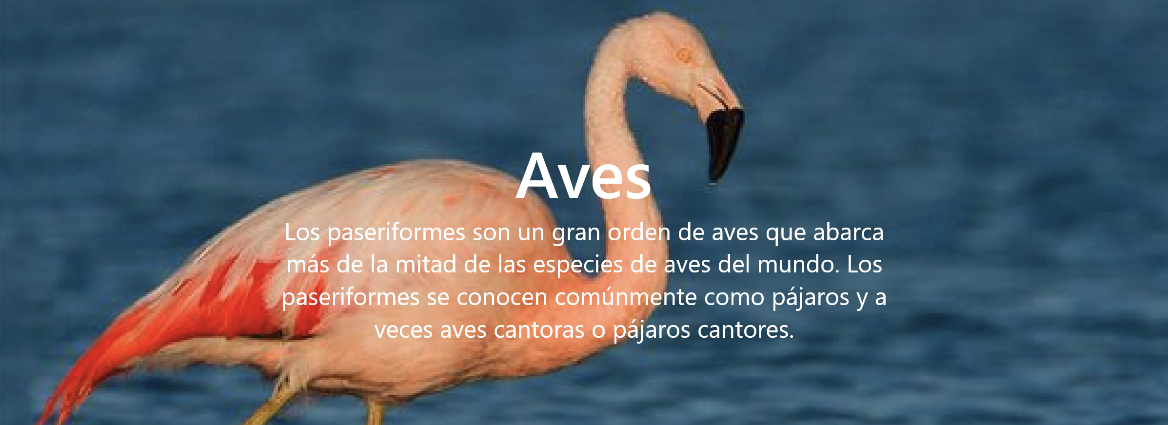 Aves