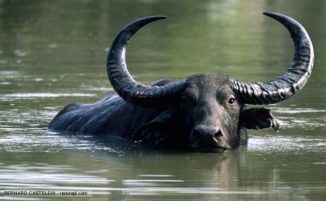 Búfalo de Agua