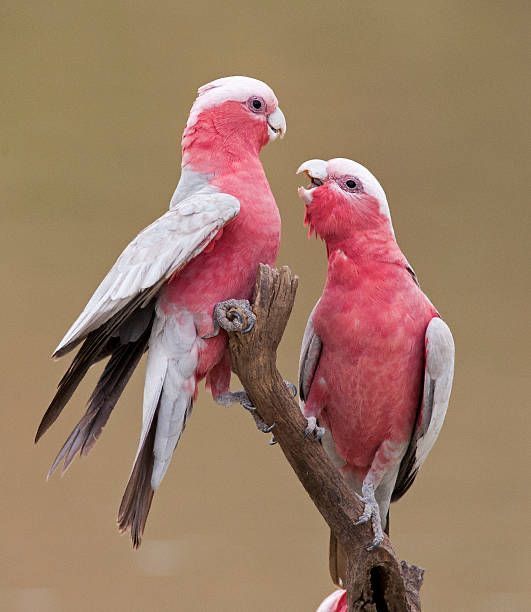 Cacatúa Galah