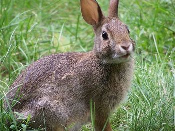 Conejo Común