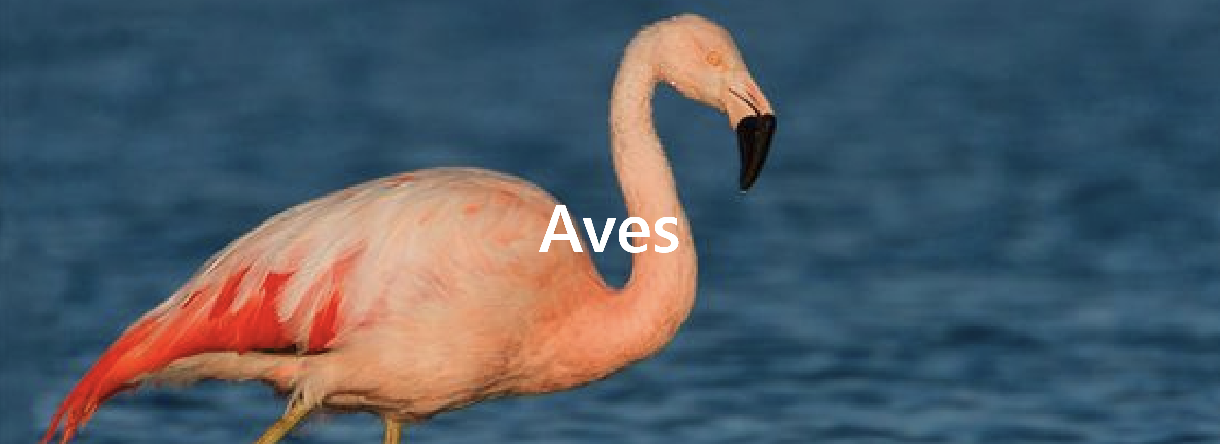 Aves