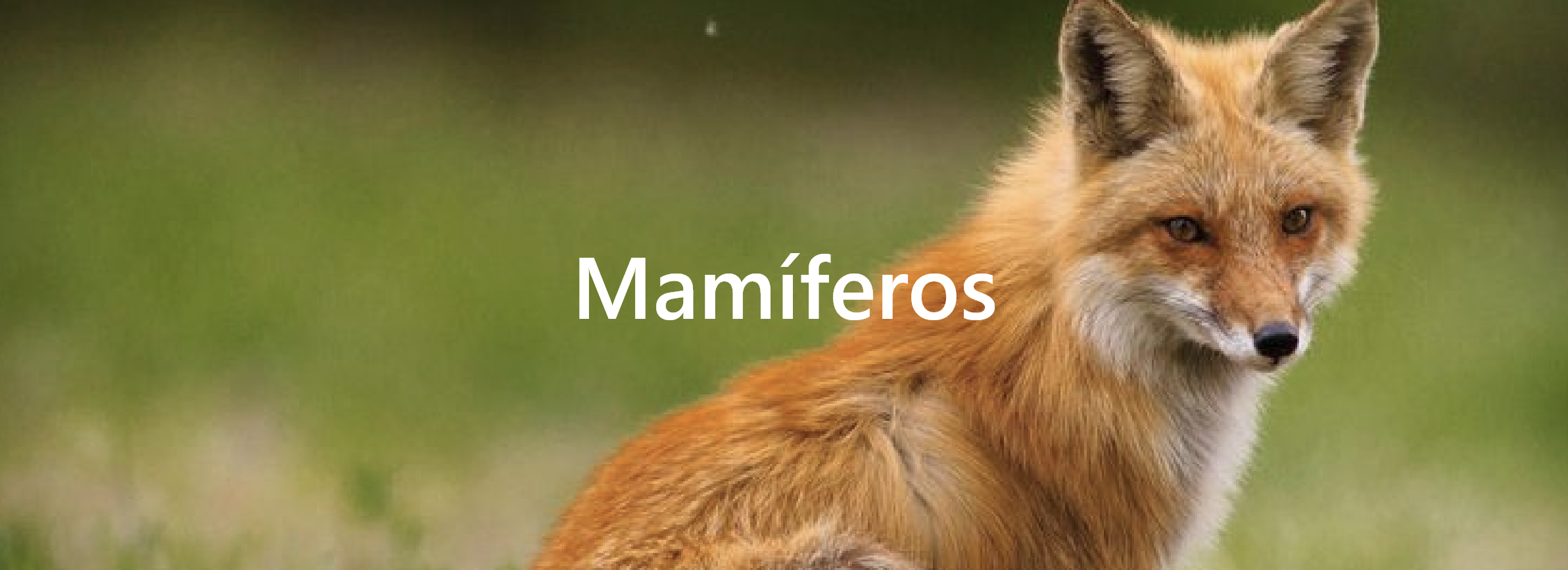 Mamíferos