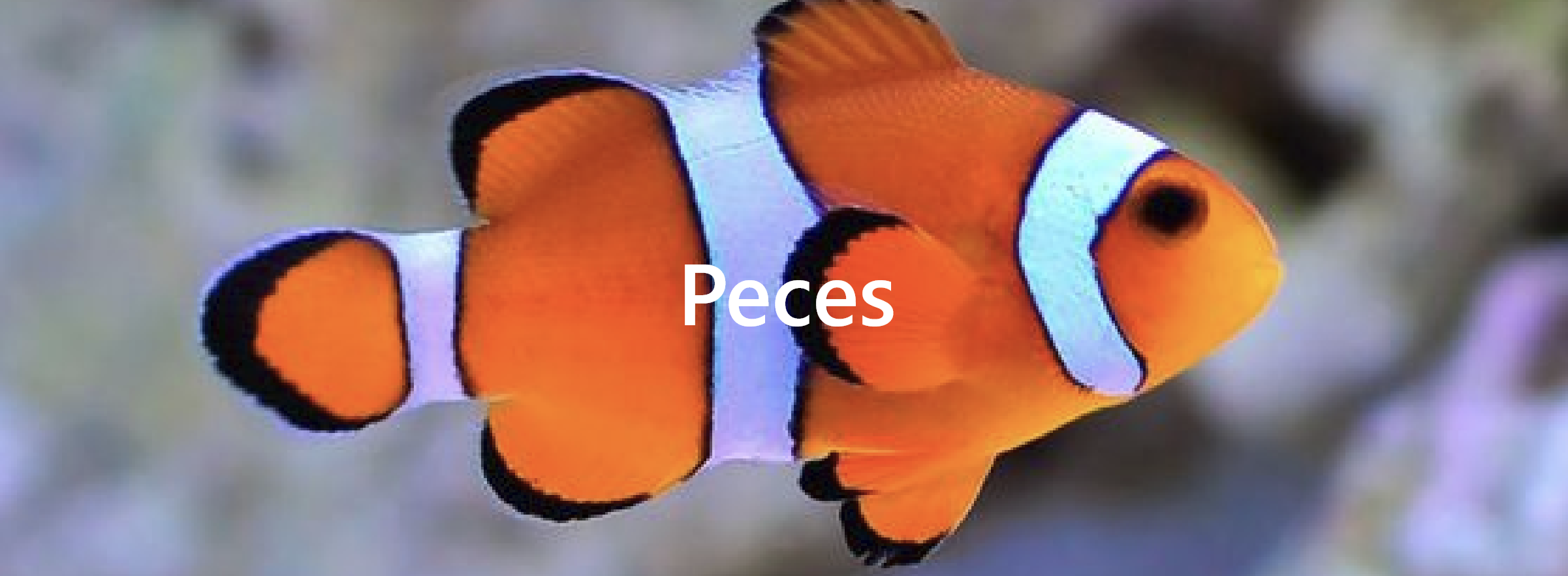 Peces