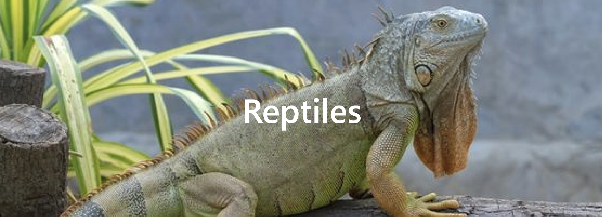 Reptiles