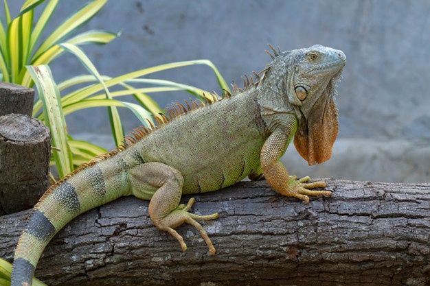 Iguana Verde