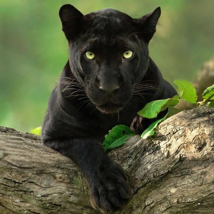 Pantera Negra