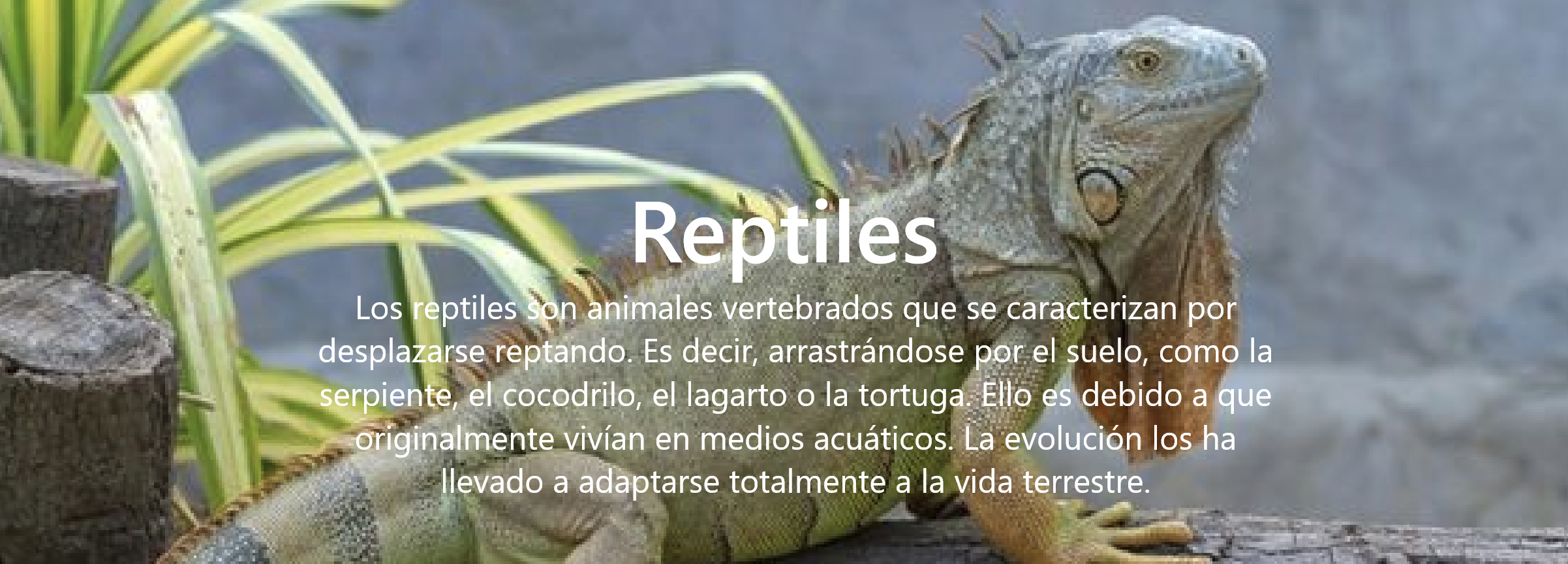 Reptiles