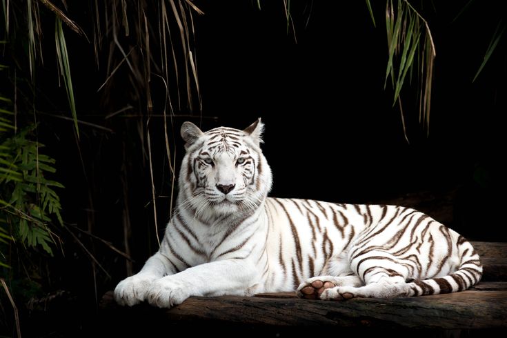 Tigre Blanco