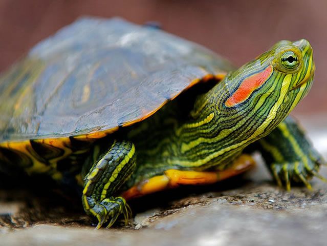 Tortuga de Orejas Rojas